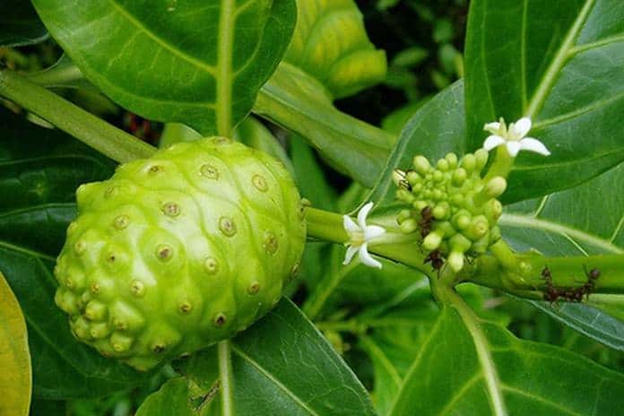 Bengkudu (Morinda citrifolia L)