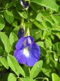 Bunga Teleng (Clitoria ternatea L)