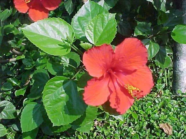 Kembang sepatu (Hibiscus rosa sinesis L)