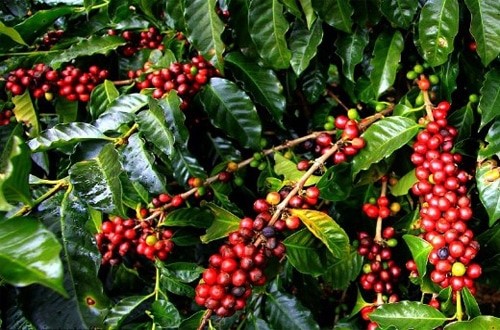 Kopi (coffea canephora)